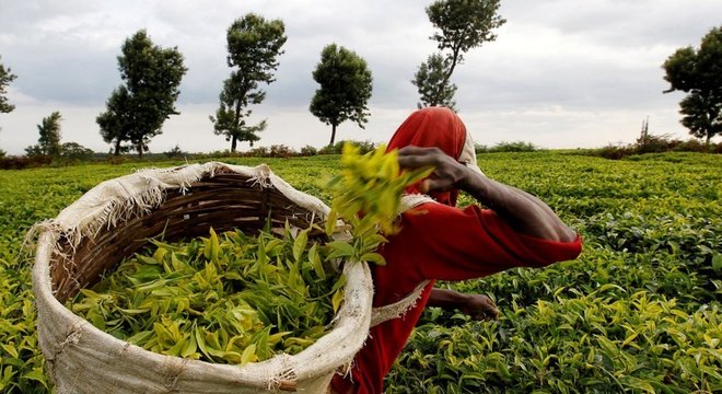 O fósforo é um fertilizante agrícola essencial que não tem um substituto conhecido