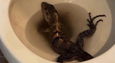Iguanas não são nativas da Califórnia
