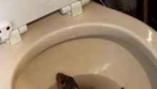Parece cena de filme! Iguana hollywoodiana furiosa é encontrada dentro de vaso sanitário