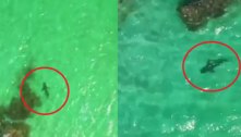 Homem identifica tubarões rondando banhistas através de drone e evita tragédia