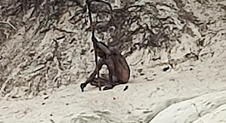 O encontro com figura assustadora em floresta da Alemanha durou cerca de dez minutos