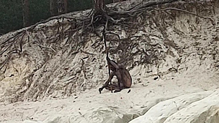 Uma dupla de aventureiros que explorava uma região de montanhas e florestas flagrou uma figura bizarra, conhecida como 
