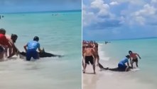 Homem monta tubarão como um cowboy para retirar anzol da boca do animal; veja vídeo