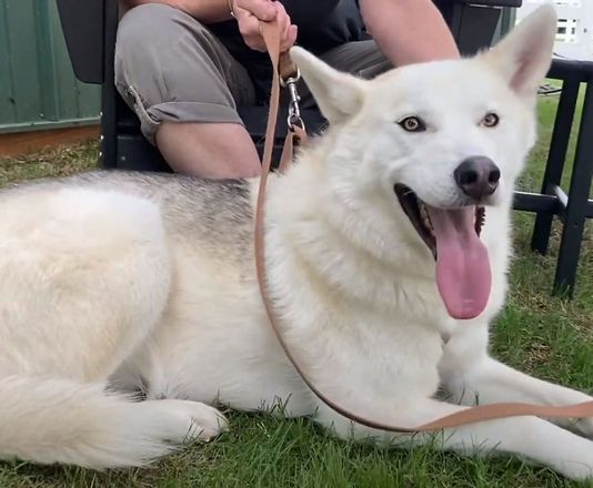 O c&atilde;o se recuperou de forma impressionante depois de receber cuidado e amor. Quando foi resgatado, pesava 18 kg, atualmente j&aacute; est&aacute; com quase 40 kg&nbsp;