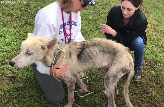 Quando o c&atilde;ozinho foi encontrado por ativistas do Pet Angels Rescue of Oklahom, ele era apenas um saco de ossos e pelos. Por sorte, ele p&ocirc;de ser salvo&nbsp;