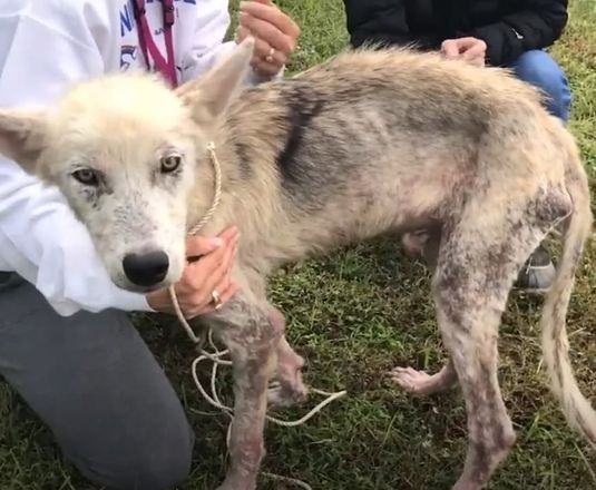 Os ativistas ficaram impressionados com a for&ccedil;a do cachorro, mesmo preso e sem comer por tanto tempo, ele n&atilde;o hesitou e se colocou sobre as quatro patas para amarrar guia&nbsp;
