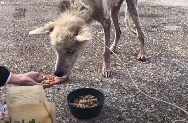 Ao chegar no abrigo, ele recebeu atendimento veterin&aacute;rio, passou por uma limpeza e foi alimentado. O cachorro tamb&eacute;m recebeu um nome dos seus salvadores e passou a se chamar Finn&nbsp;