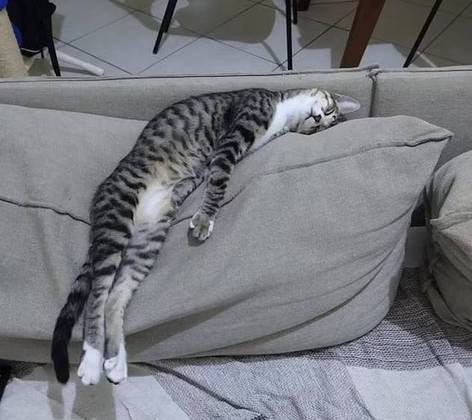 Mas, no final das contas, não há nada melhor do que um sofá (ou cama) para dormir cheio de conforto. Esse gatinho com certeza ficou bem confortávelNÃO SAIA DAQUI: Cadê o gato? A arte da camuflagem foi atualizada por estes felinos