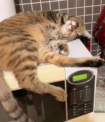 Um lugar quente para descansar nunca é ruim, por isso esse gato apagou completamente em cima do micro-ondasBOMBOU NO HORA7: Planeta maluco: imagens de uma semana animal em todo o mundo