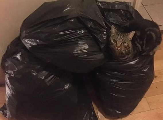 Todo lugar é lugar! Esse gato achou conforto no meio dos sacos de lixo