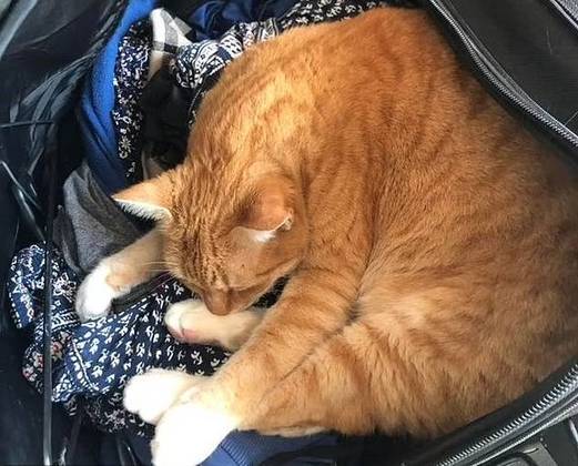 Com certeza os gatos s&atilde;o animais peculiares. Est&atilde;o sempre surpreendendo os seres humanos, at&eacute; na hora de dormir! Para os felinos n&atilde;o tem hora, lugar nem posi&ccedil;&atilde;o ruim, qualquer momento &eacute; uma oportunidade para tirar uma soneca