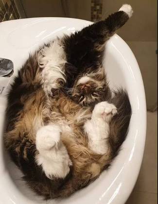 Os gatos sempre odeiam banho, mas esse parece não temer a água. O que não se faz por um bom sono?