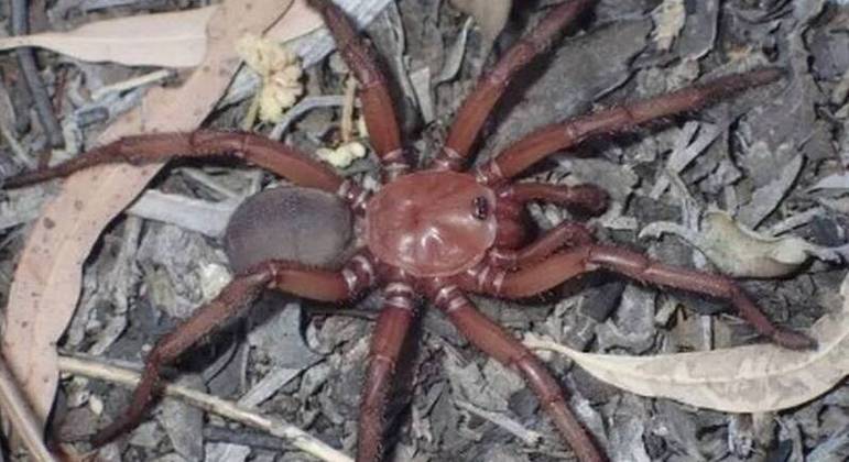 Aranhas-de-alçapão são predadores imensos e comuns na Austrália