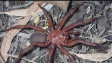Horripilante: nova espécie de aranha gigantesca capaz de morder humanos é descoberta