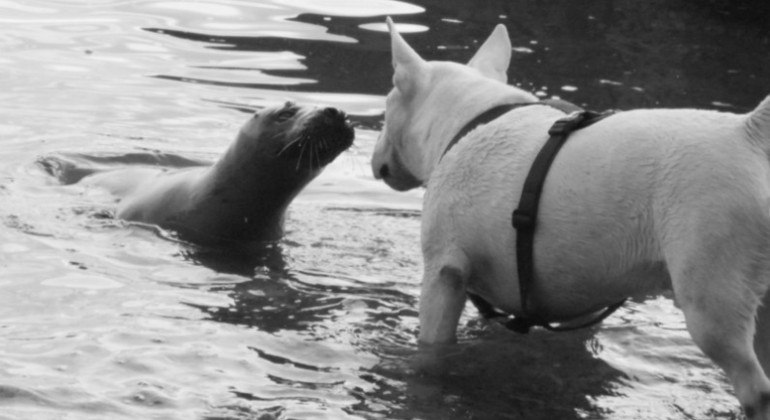 Cão chegou bem perto da foca que está retornando à natureza