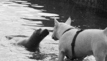 Imagem fofa de cão e foca encanta a web, mas horroriza especialistas