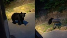 Hóspede deixa cabana, acena para ursa e quase é atacado pelo bicho 