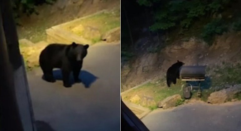 Hóspede saiu de cabana, cumprimentou urso e quase foi atacado pelo bicho