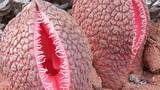 Uma flor diferente de tudo: Conheça a Hydnora Africana, em formato de vulva