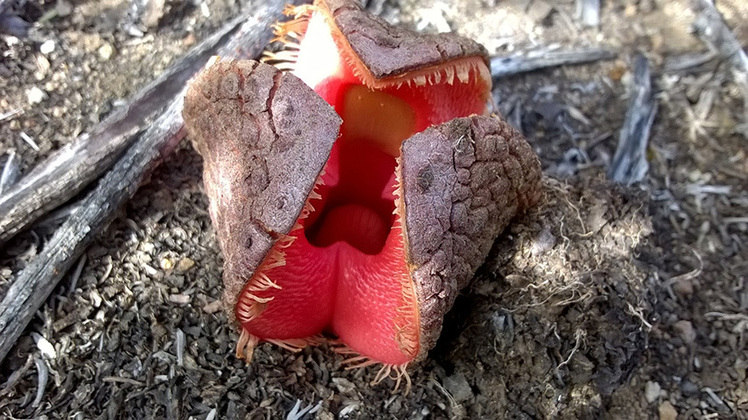Hydnora Africana - As flores são grandes, com um ovário inferior, cheiram mal e são polinizadas por moscas e besouros. Existe na África (incluindo Madagascar), Ásia e América Central.