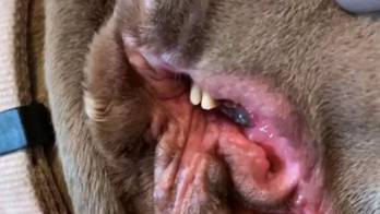 Cachorra tem dentes e salivação onde deveria ser a orelha (Hypeness)