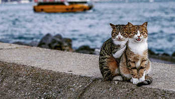 Homem flagra dois gatos se abraçando e faz cliques superfofos (Hypeness)