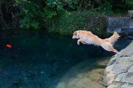 Jill, a golden retriever mergulhadora que  hit na web