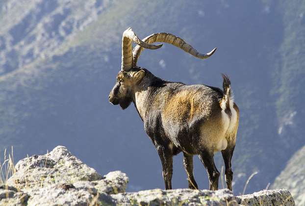 Ibex-dos-Pirineus: Era uma subespécie de cabra selvagem que habitava os Pirenéus, entre Espanha e França. Foi declarado extinto em 2000, por conta da caça descontrolada.