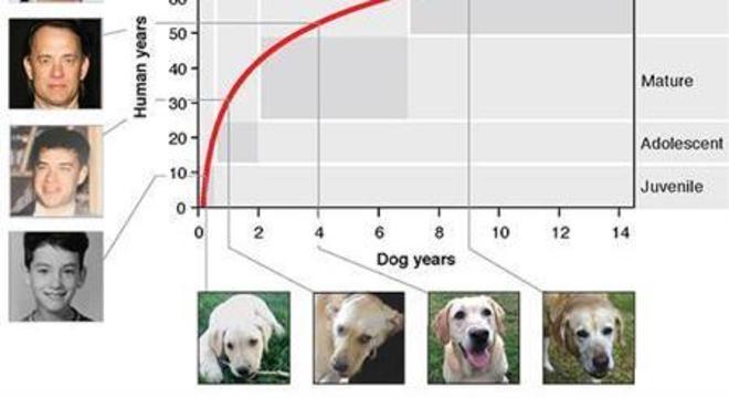 Gráfico mostra proporção em envelhecimento de um cachorro em relação aos humanos 