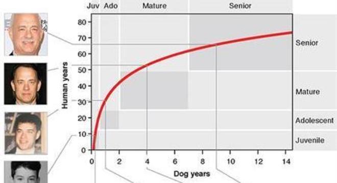 Gráfico mostra envelhecimento de um cachorro em relação aos humanos