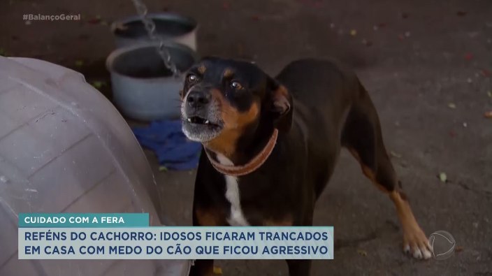 Tosador gera polêmica ao pintar cães para transformar visual dos animais -  RecordTV - R7 Balanço Geral