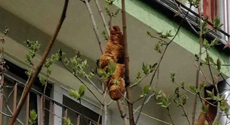 Polonesa ficou aterrorizada com suposta iguana em uma árvore, mas era um croissant