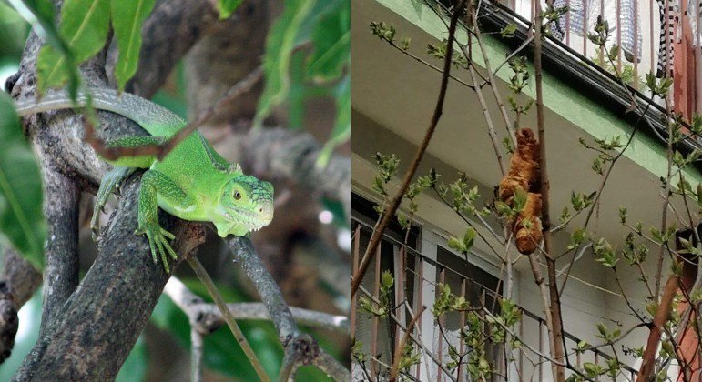 Para um ser humano em pânico croissants não estão distantes de iguanas