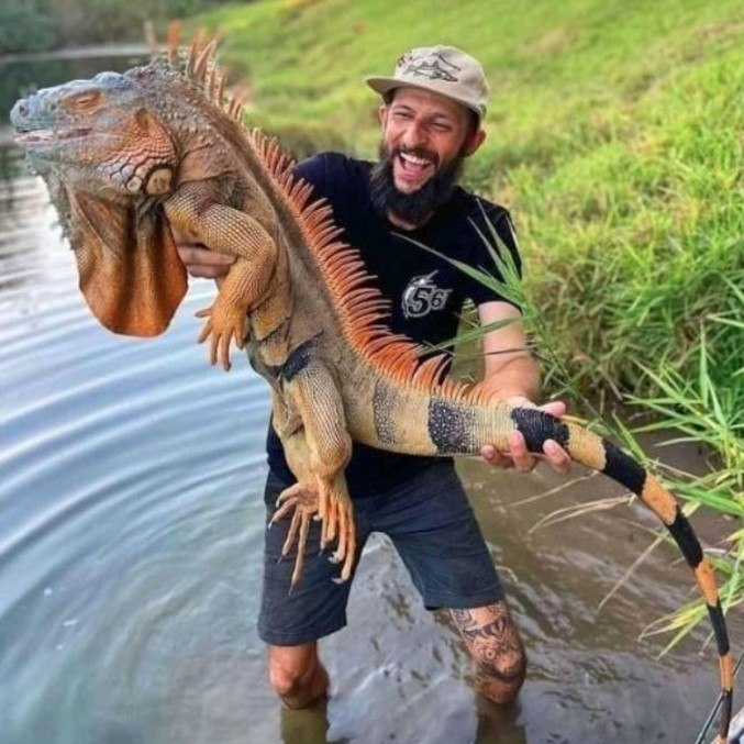 As iguanas da Flórida estão crescendo e aguentam temperaturas baixas
