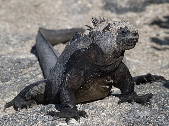Iguana marinha das Galápagos 