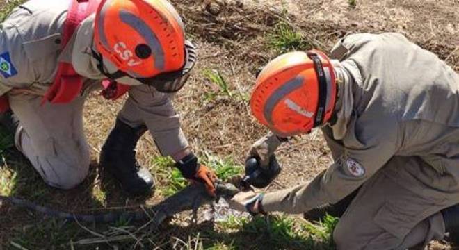 Bombeiros ajudam iguana a beber água antes de fazer a soltura em local seguro