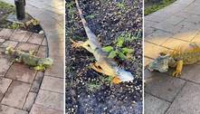 Especialistas fazem uma previsão bizarra: iguanas vão cair do céu