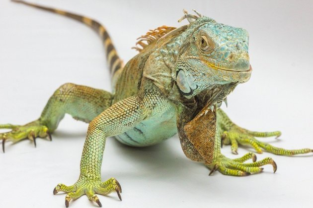 Iguana - Réptil de regiões tropicais da América Central, Caribe e América do Sul. Vive cerca de 15 anos.  