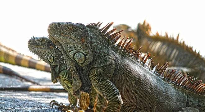 Iguanas - Qual seu habitat natural, qual sua origem e como vivem?