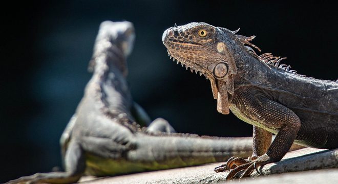 Iguanas - Qual seu habitat natural, qual sua origem e como vivem?