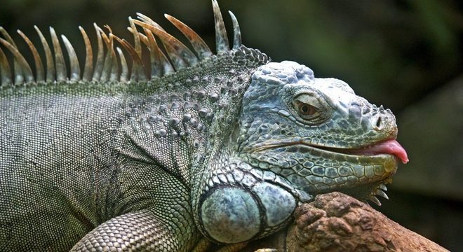 Iguanas - Qual seu habitat natural, qual sua origem e como vivem?