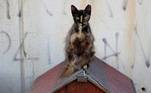 ilha dos gatos mortos
