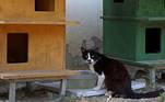 ilha dos gatos mortos
