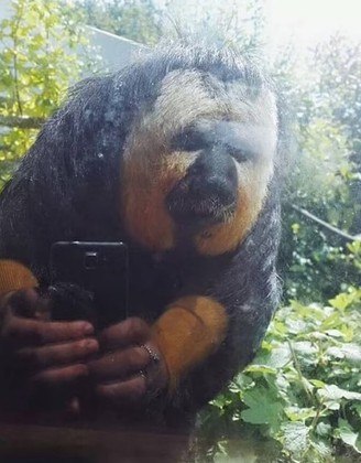 Um macaco tirando uma selfie ou apenas efeito do flash, que uniu o sujeito da foto com o animal?