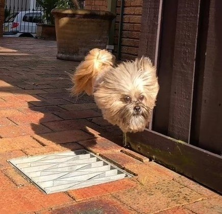 Um cão que gosta de economizar as pernas foi visto nas ruasVALE SEU CLIQUE: Planeta Maluco: imagens de uma semana artística em todo o mundo