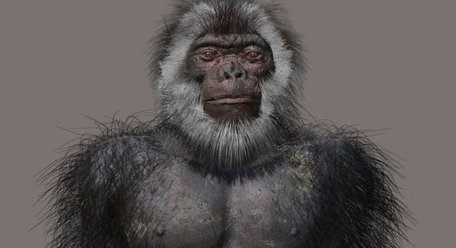 Os humanos primitivos começaram a caminhar eretos na época do fóssil Ardipithecus ramidus, há 4,4 milhões de anos