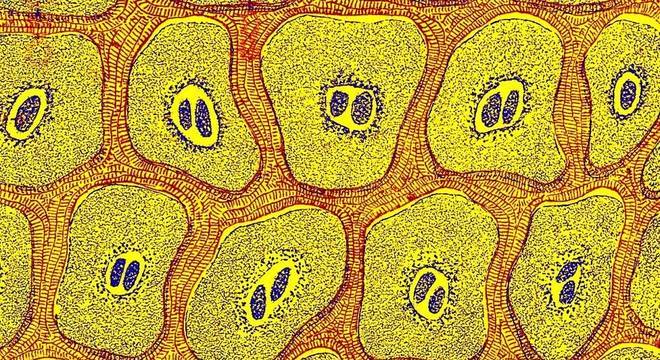 As células são objeto de fascínio para o homem há séculos. Na imagem, a ilustração de células de um livro publicado em 1905