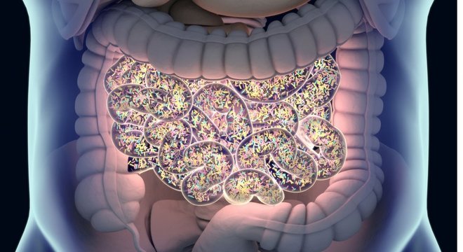 Os cientistas descobriram que os micróbios nos intestinos dos mamíferos replicam os mesmos ecossistemas do planeta