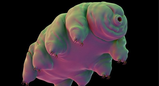 Os tardígrados podem ser 'revividos' mesmo depois de desidratados 