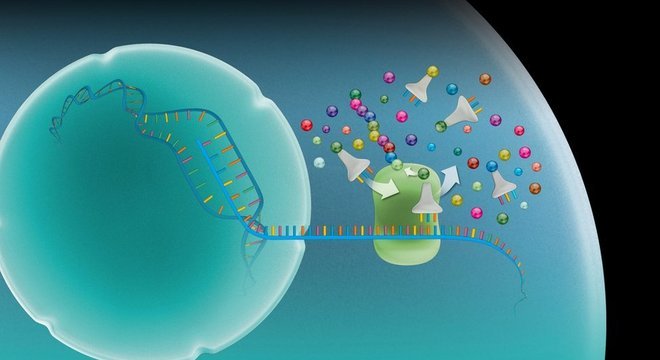 RNA mensageiro carrega uma cópia de instruções genéticas de genes no núcleo da célula (esfera à esquerda) para um complexo chamado ribossomo, no qual as instruções são usadas para fazer proteínas